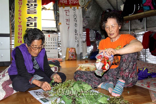 밀양시 부북면 위양리 주민들은 '신고리-북경남 765kV 송전선로' 127번 철탑 현장에 움막 농성장과 '무덤 구덩이'를 만들어 놓았다. 사진은 손희경, 곽정섭 할머니가 움막 안에서 산나물을 손질하는 모습.