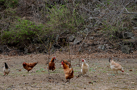 산과 들, 그리고 밭을 누비며 자유롭게 활동하는 산촌의 토종닭