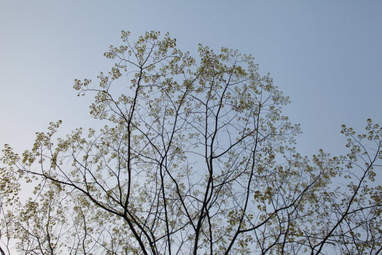 느티나무가 잎을 틔우는 순서도 모두 달라요. 50보쯤 떨어진 다른 느티나무는 아직 가을 낙엽을 달고 있답니다.