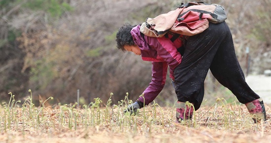 함양 마천면 도마마을 주민들의 고사리 수확.