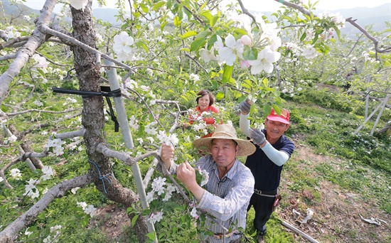 17일 경남 함양군 수동면 도북리 한 사과농장에서 제1회 수동사과꽃축제를 이틀 앞두고 농민들이 사과꽃 쏙기를 하고 있다.