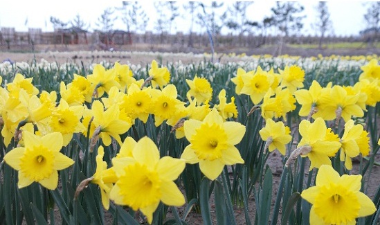 노란 수선화가 봄을 머금은 듯 싱그럽다. 