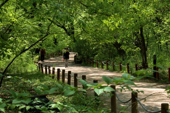 천 년 숲, 경남 함양 상림공원