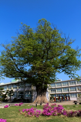 학사루느티나무