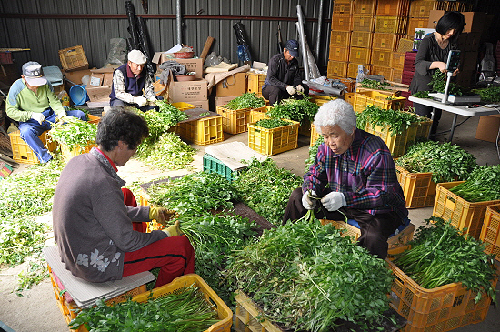 탕정 돌미나리농장에서는 매일 4~6명 마을 어르신들의 착한 일자리가 창출되고 있다.