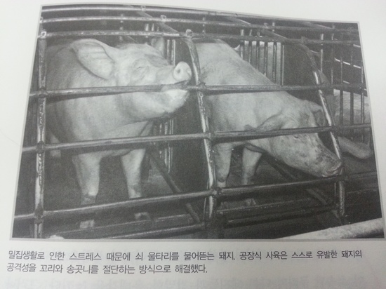 공장식 농장의 돼지들은 자극이 박탈된 무료한 생활로 정신이 온전하지 못하다. <가축이 행복해야 인간이 건강하다>의 본문을 촬영한 사진. 