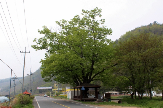 경남 진주시 금곡면 신담 마을 400년 된 느티나무

