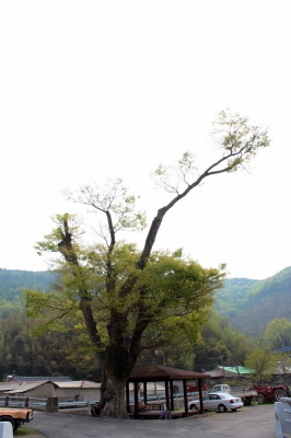 경남 진주 금곡면 삼베마을 느티나무
