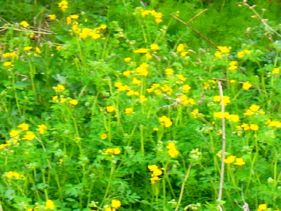 지천에 피어있는 애기똥풀 꽃