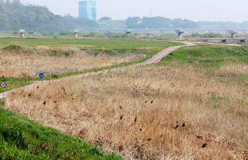2011년 자전거 길을 만든 반대쪽 둔치가 잡초밭으로 변한 모습.