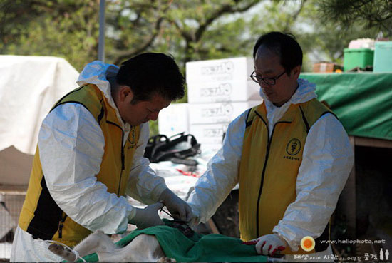 지난 4월 27일, 서울 수의사회 의료봉사대는 포천에 있는 유기견 보호소 애신동산에서 봉사를 벌였다.