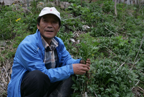 김규환 씨가 삼잎국화에 대해 설명하고 있다. 김 씨는 고향 백아산 자락에 산나물공원을 조성한 귀농인이다.