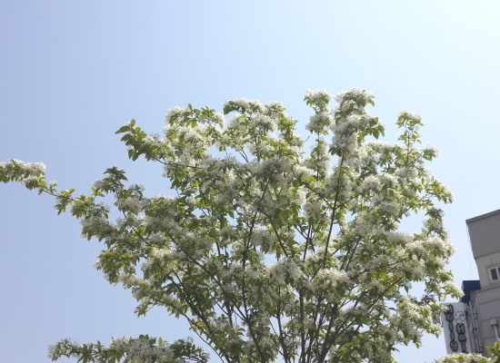 이팝나무 꽃은 대개 5~6월 피며 한국, 일본, 중국 등지에 분포한다. 꽃말은 ‘영원한 사랑’. 