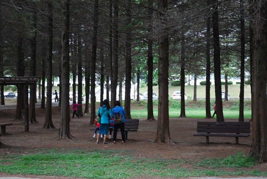   공주대 부설유치원이 이전 예정지의 편백나무 숲에서 시민들이 산책을 하고 있다.