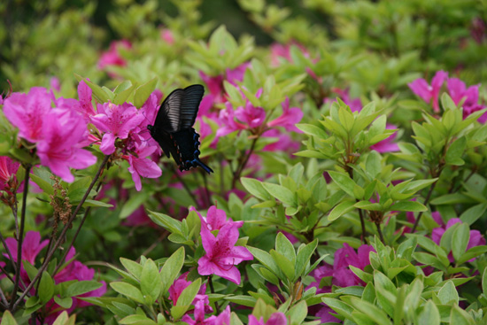 화려한 철쭉밭에 검은 나비들만 모여들었다.
