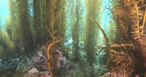 해양생태계 복원을 위한 바다숲 조성사업

