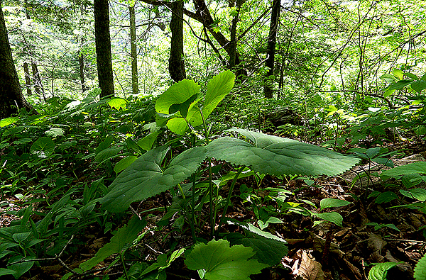 자연 상태에서 만날 수 있는 곰취는 잎의 크기가 일정할 수 없다. 그러나 비옥한 토양에서 자란 건강한 먹거리다.