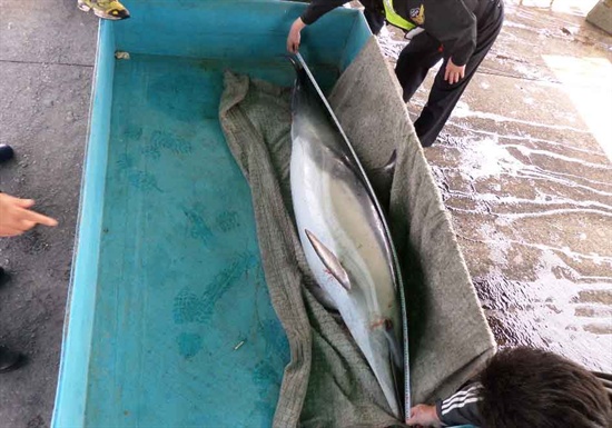 부산해양경찰서는 9일 오전 오륙도 해상에서 돌고래 사체가 발견되어 조사를 벌이고 있다.