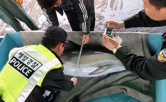 부산해양경찰서는 9일 오전 오륙도 해상에서 돌고래 사체가 발견되어 조사를 벌이고 있다.