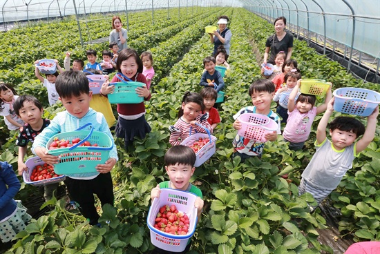 함양군 수동면 내백마을 딸기농장의 어린이 딸기체험.
