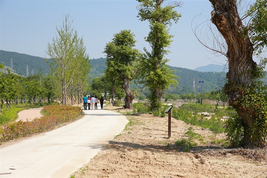  합천군은 황강변 천수공간에 왕버들 나무 20여 그루를 심었다.