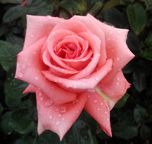 멋진 핑크빛 장미에요. 오전에 비가 왔는지, 여태 그 물기를 머금고 있었어요. 정말로 아름답고 고운 장미꽃이죠?