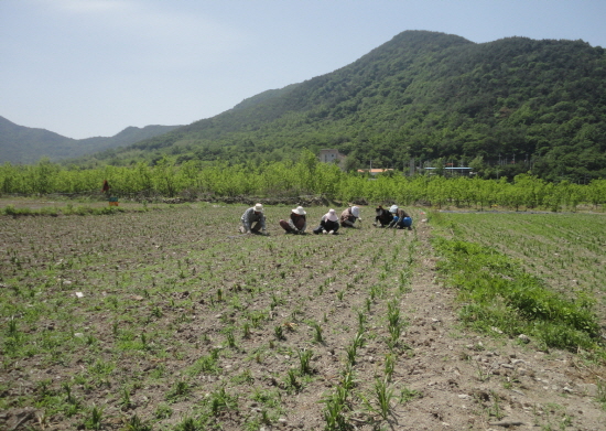 한평프로젝트 밭에서 일하고 있는 할매들