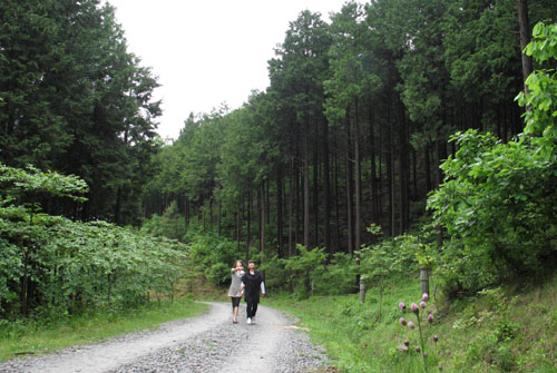 병풍산 편백숲. 연녹색의 숲바다를 만날 수 있는 숲이다.