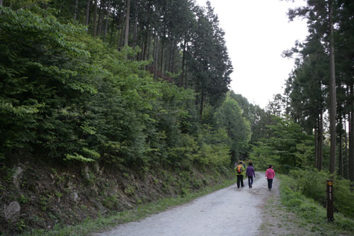 병풍산 편백숲 트레킹 길. 임도와 오솔길, 산길을 모두 만나는 길이다.