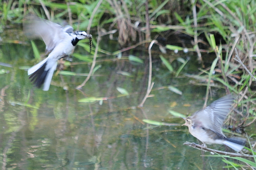 새끼에게 먹이를 주기위해 가고 있는 백할미새의 모습