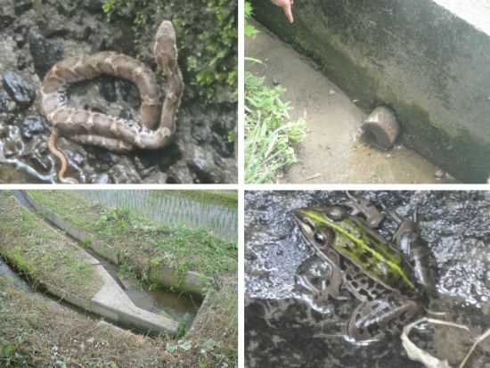 　　물길이나 논에 사는 뱀과 개구리, 물을 이용하기 위한 수로나 물을 넣는 구멍입니다. 