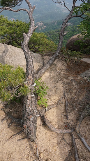 모산재에는 바위산인 만큼 기이하게 생긴 소나무들이 많은데, 이를 정원수처럼 손질하여 자연을 훼손하고 있다. 