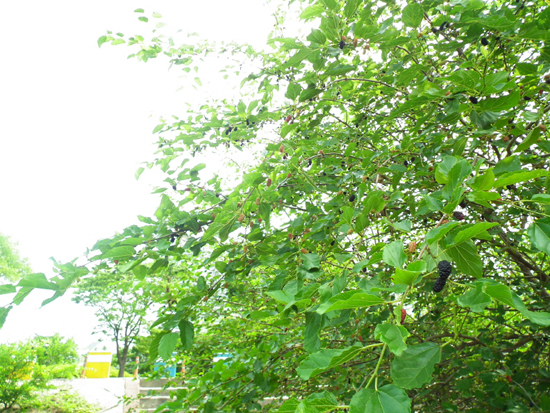검붉은 오디가 한창이다. 새들이 좋은 먹이다. 새들이 가지가 부러질 정도로 내려 앉는다.