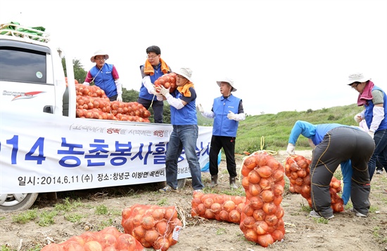  경남은행 손교덕 은행장(사진 왼쪽 두번째)과 경남은행봉사대원들이 수확한 양파를 차량에 적재하고 있다.