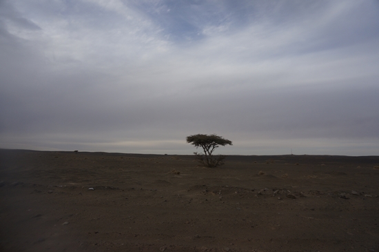 사하라사막 입구는 검은 자갈들로 덮혀 있다