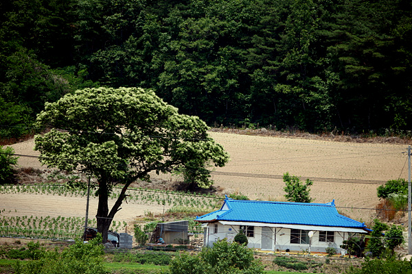 갑천에서 만난 시골집, 작고 아담한 집 곁에 밤나무가 흐드러지게 꽃을 피웠습니다. 삭막한 도심의 집과는 달리 여유가 있어 보입니다. 조금 불편해도 이렇게 자연과 가까운 곳에 집을 짓고 살며, 자연이 들려주는 소리와 향기들을 만끽하며 살아야 제대로 사는 것이 아닐까 싶습니다.