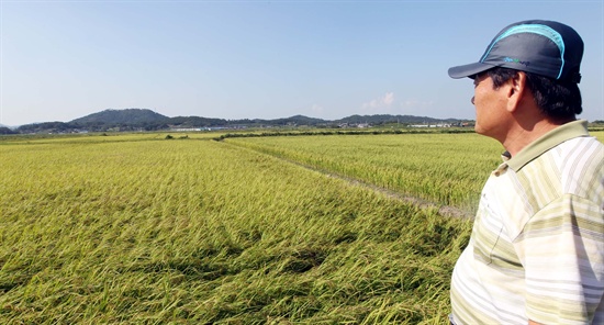 전남 나주시 동강면에서 쌀농사를 짓고 있는 안영일(60)씨가 주민들이 떠나면서 아까운 농지가 버려지고 있다며 안타깝게 자신의 논을 지켜보고 있다. (자료사진)
