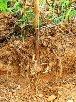 마늘이 바랭이 풀 뿌리 사이에서 공생하며 자라나고 있다.