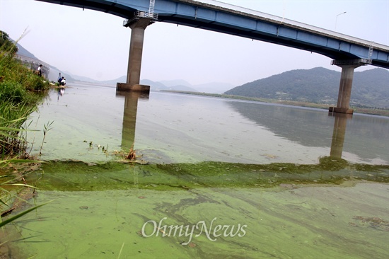 낙동강 창녕함안보 아래에 있는 본포교 부근에 19일 녹조가 발생해 있다.