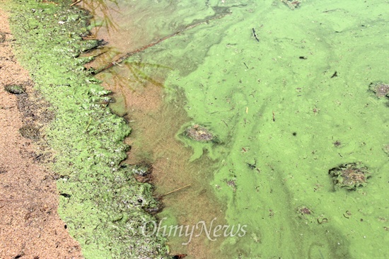 낙동강 창녕함안보 아래에 있는 본포취수장 부근에 19일 녹조가 발생해 있다.