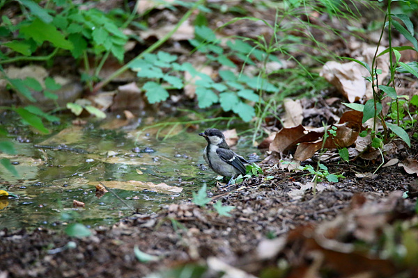 도심 공원 한 켠에 물이 고인 작은 웅덩이가 있다. 공원을 통틀어 자연적으로 고인 물은 이곳밖에 없어서 이런저런 새들이 다녀가며 목을 축인다. 공원에서 가장 많이 눈에 띄는 것은 박새와 직박구리다.