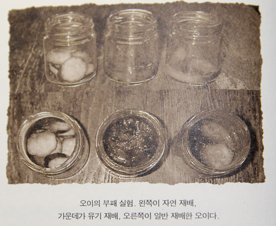 왼쪽부터 자연재배, 유기농, 일반 재배한 오이를 상온에 두었을 때 썩은 정도를 나타내는 사진이다. 왼쪽 자연재배 오이가 썩지 않고 그대로 있는 모습이 보인다.(책 사진 갈무리)