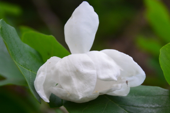 함박꽃이 하얀 소복을 입은 듯 피어나 있다.  
