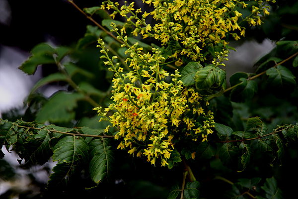 오감주나무의 황금빛, 겨자빛, 노란빛 꽃이 화들짝 피었습니다.