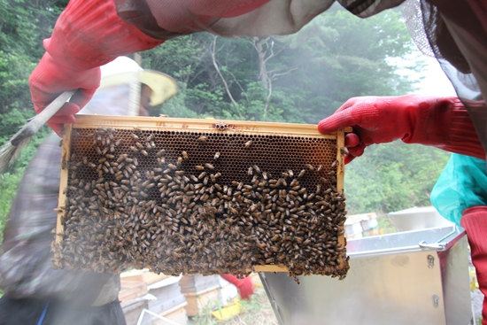 벌꿀 채취를 위해 훈연기로 벌들을 진정시킨 후 꿀이 가득 찬 소비(벌집)를 꺼냈다.
