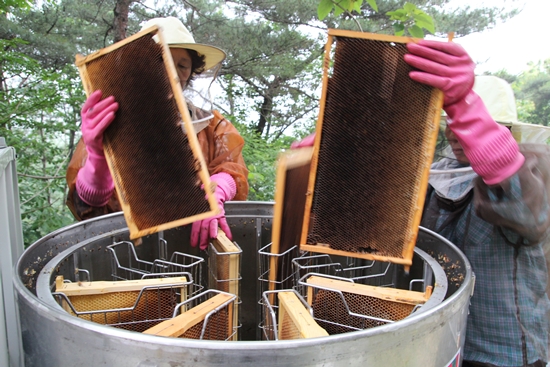 벌집을 채밀기에 넣어 원심력을 이용해 꿀을 채밀한다. 
