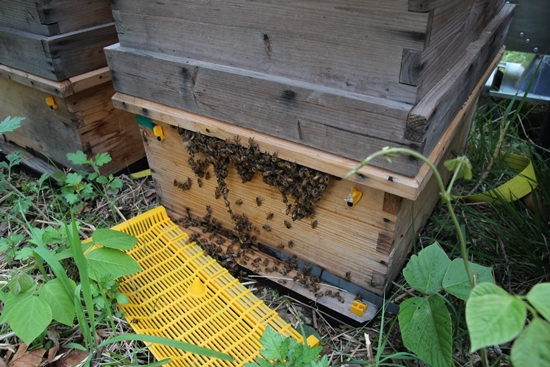 벌통에는 수많은 벌들이 꿀을 모으기 위해 꽃을 찾아 오간다.
