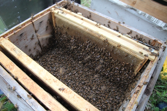 벌통 하나에는 약 5만여 마리의 벌들이 산다. 
