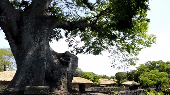 천연기념물인 천년수(千年樹) 느티나무는 성읍마을의 수호신이다. 