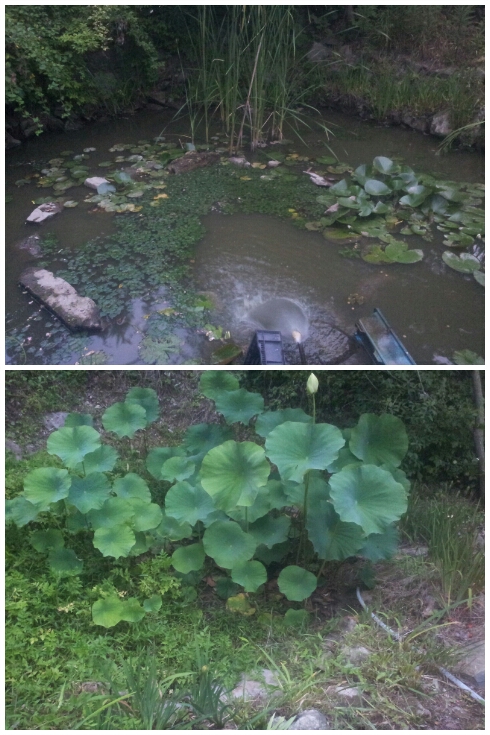 많은 생명들이 살아가고 있어 손수 물을 대며 수위를 조절하는 큰 연못과 달리 작은 연못은 마른지 두 달이 지났다. 그 와중에 연은 꽃을 피우고 있다.